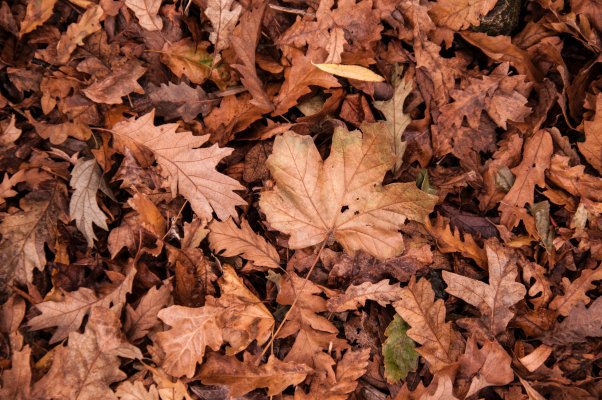 dry_dry_leaves_fall_leaves_632075